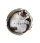 ぴーたん猫（個別スタンプ：2）