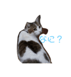 ぴーたん猫（個別スタンプ：3）