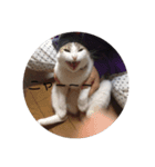 ぴーたん猫（個別スタンプ：4）