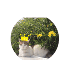 ぴーたん猫（個別スタンプ：6）