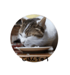 ぴーたん猫（個別スタンプ：7）