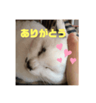 うしちゃんんん！（個別スタンプ：5）
