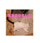 うしちゃんんん！（個別スタンプ：7）