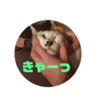 うしちゃんんん！（個別スタンプ：8）
