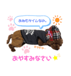 トイプードルのるいくん（個別スタンプ：1）