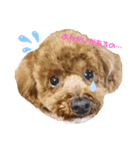 トイプードルのるいくん（個別スタンプ：2）