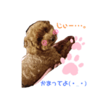 トイプードルのるいくん（個別スタンプ：3）