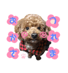 トイプードルのるいくん（個別スタンプ：4）