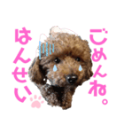 トイプードルのるいくん（個別スタンプ：5）