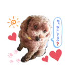 トイプードルのるいくん（個別スタンプ：6）