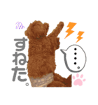 トイプードルのるいくん（個別スタンプ：8）
