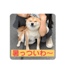 まめちゃんスタンプ讃岐弁（個別スタンプ：4）