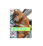 まめちゃんスタンプ讃岐弁（個別スタンプ：7）