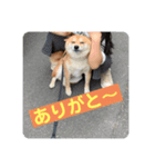 まめちゃんスタンプ讃岐弁（個別スタンプ：8）