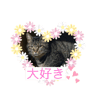 飯ねこ（個別スタンプ：1）