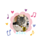飯ねこ（個別スタンプ：3）