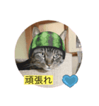 飯ねこ（個別スタンプ：4）