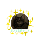 飯ねこ（個別スタンプ：5）