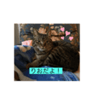 飯ねこ（個別スタンプ：7）