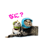 愉快なわんにゃん（個別スタンプ：5）