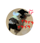 愉快なわんにゃん（個別スタンプ：7）