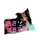 こまちのスタンプ第二段でふ。（個別スタンプ：2）