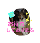 こまちのスタンプ第二段でふ。（個別スタンプ：6）