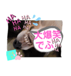 こまちのスタンプ第二段でふ。（個別スタンプ：7）