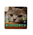 敬語であいさつユキちゃん（個別スタンプ：11）