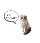 かいらしいシュシュスタンプ(1)（個別スタンプ：4）