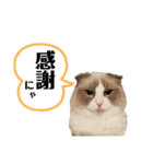 かいらしいシュシュスタンプ(1)（個別スタンプ：8）