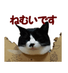 ハチトラハチフキ（個別スタンプ：1）