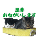 ハチトラハチフキ（個別スタンプ：2）