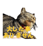 ハチトラハチフキ（個別スタンプ：3）
