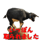 ハチトラハチフキ（個別スタンプ：4）