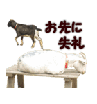 ハチトラハチフキ（個別スタンプ：6）