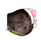 korean william（個別スタンプ：3）