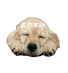 ゴールデンレトリバー げんき（個別スタンプ：2）
