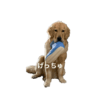 ゴールデンレトリバー げんき（個別スタンプ：7）