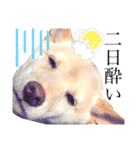 柴犬 【ICHIRO】③（個別スタンプ：2）