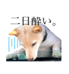 柴犬 【ICHIRO】③（個別スタンプ：3）