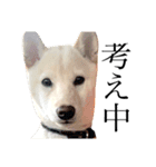 柴犬 【ICHIRO】③（個別スタンプ：4）