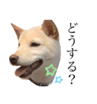 柴犬 【ICHIRO】③（個別スタンプ：5）