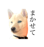 柴犬 【ICHIRO】③（個別スタンプ：6）