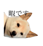 柴犬 【ICHIRO】③（個別スタンプ：7）