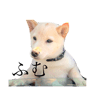 柴犬 【ICHIRO】③（個別スタンプ：8）
