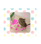 デグーのココア（個別スタンプ：2）