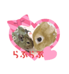 デグーのココア（個別スタンプ：6）