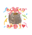 デグーのココア（個別スタンプ：8）