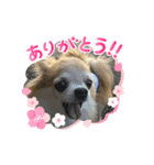 max and lion（個別スタンプ：1）
